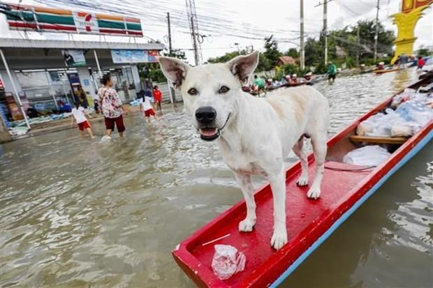 About 20,000 people evacuated in Thailand due to flooding