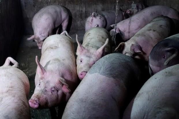 Thailand culls 200 pigs in fear of African swine fever hinh anh 1