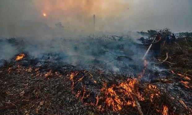 Palm oil blamed for 39 percent of forest loss in Borneo island