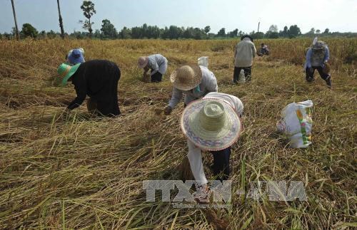 Thailand needs 100 billion THB to support rural economy hinh anh 1