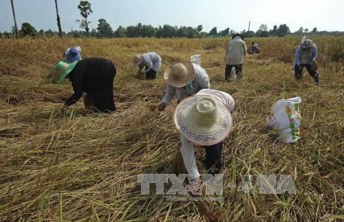 Thailand needs 100 billion THB to support rural economy