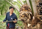 Thailand plans to increase oil palm price support measures