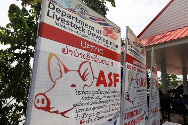 Thailand puts 24 provinces on alert against African swine fever hinh anh 1