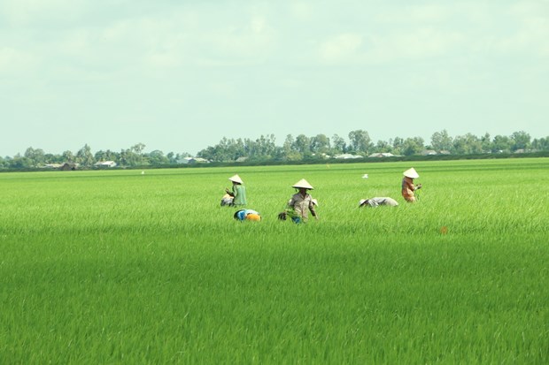 Mekong Delta may face more serious saline intrusion this dry season hinh anh 1