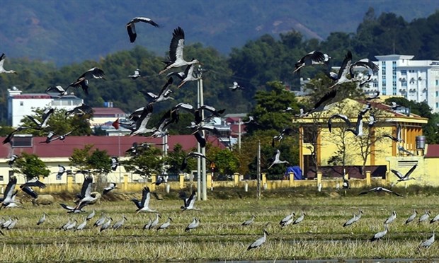 Rare storks appear in northern Dien Bien province hinh anh 1