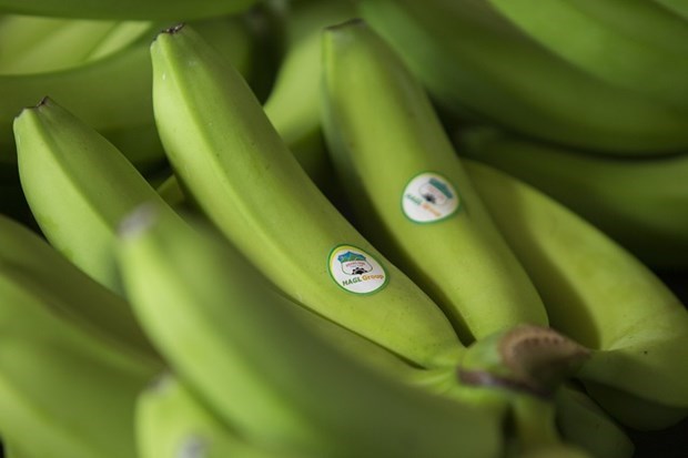 HAGL Agrico exports first batch of bananas to China