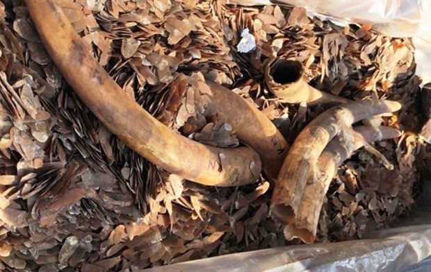 Over two tonnes of ivory and pangolin scales seized