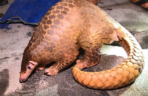 Thanh Hoa police detain two wildlife traffickers hinh anh 1