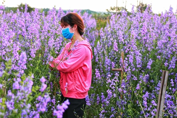 Spring in the air and the streets hinh anh 7