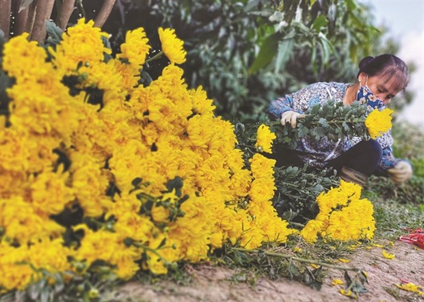 Spring in the air and the streets hinh anh 6