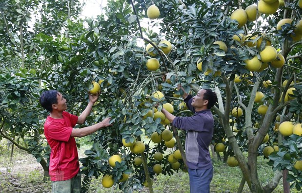 Dien pomelo - a Hanoi speciality