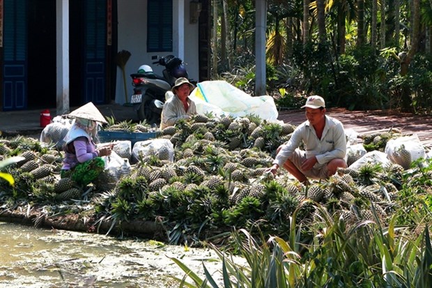 Farmers earn high incomes from VietGAP pineapples hinh anh 1