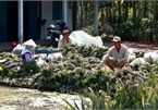 Farmers earn high incomes from VietGAP pineapples