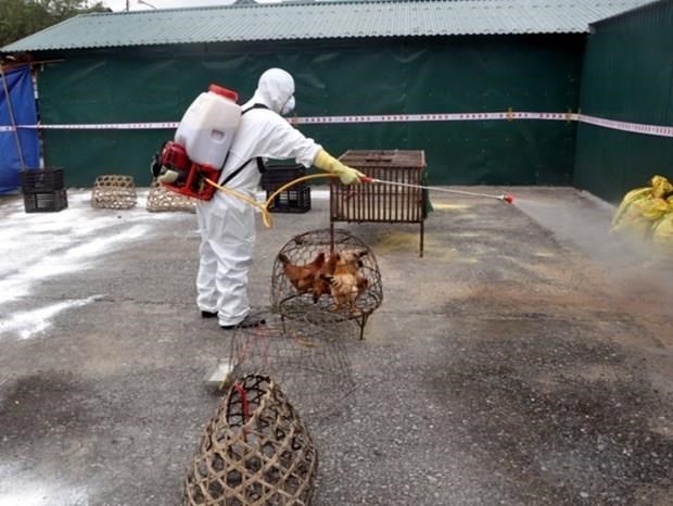 Agriculture ministry requests boosting avian flu fight hinh anh 1