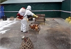 Agriculture ministry requests boosting avian flu fight