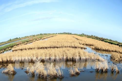 Localities asked to stay active in coping with water scarcity hinh anh 1