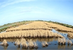 Mekong Delta takes measures to reduce saltwater intrusion