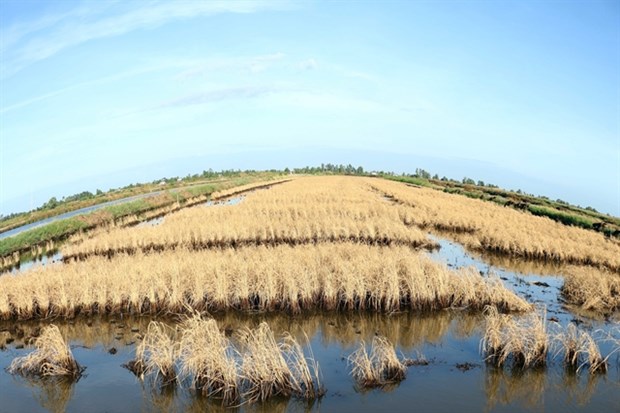 Mekong Delta takes measures to reduce saltwater intrusion