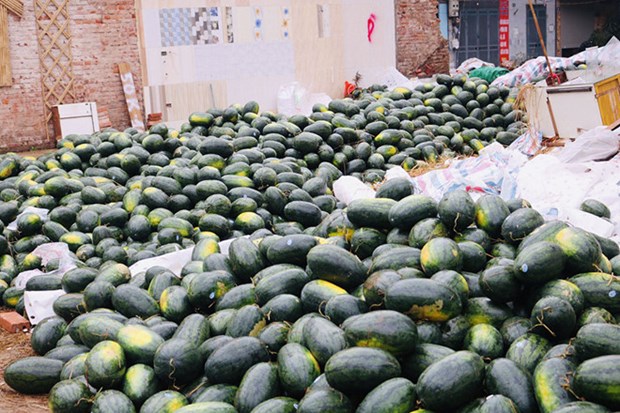 Qatari Embassy supports Vietnamese watermelon farmers hinh anh 1