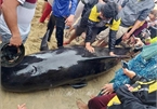 Quang Ngai residents strive to save 700-kg whale