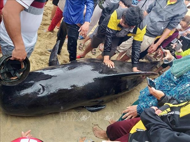 Quang Ngai residents strive to save 700-kg whale