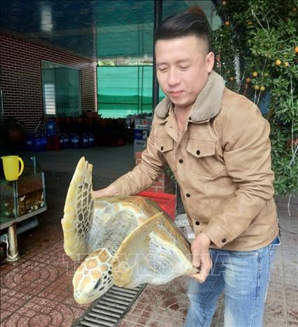 Nghe An man to set free 30kg sea turtle hinh anh 1