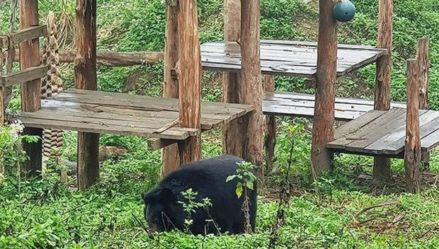 Ninh Binh bear sanctuary attractive to foreign tourists hinh anh 1