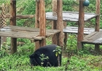 Ninh Binh bear sanctuary attractive to foreign tourists