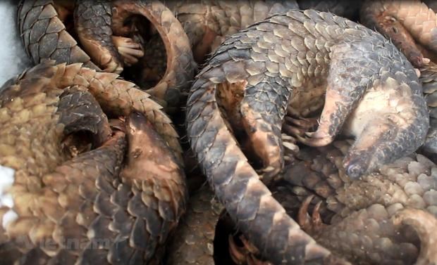 WWF urges end to wildlife trade, consumption in Asia-Pacific