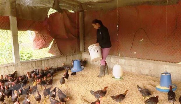 Vietnam puts on alert for livestock diseases