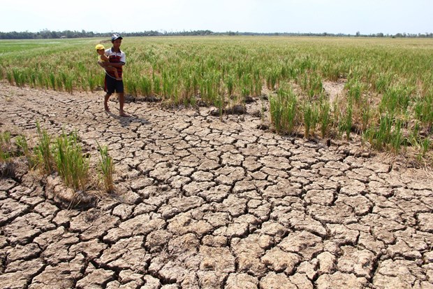 Central region at high risk of drought: official hinh anh 1