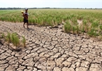 Central Vietnam at high risk of drought: official