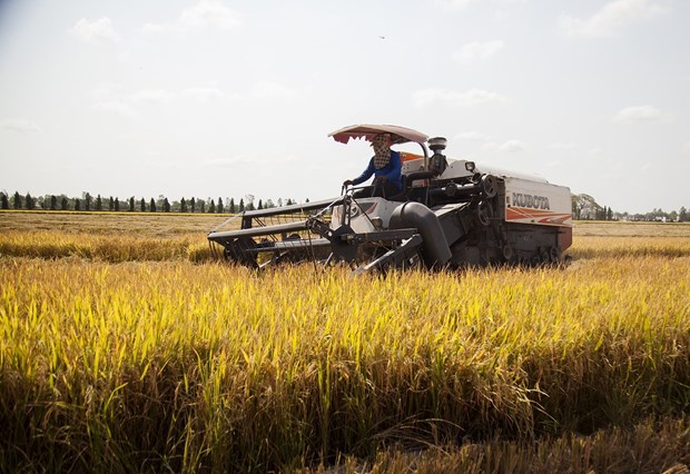 Rosy signs show bright prospect for rice export hinh anh 1