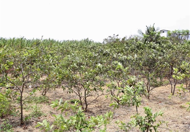 Saltwater intrusion affects Mekong Delta’s fruit cultivation