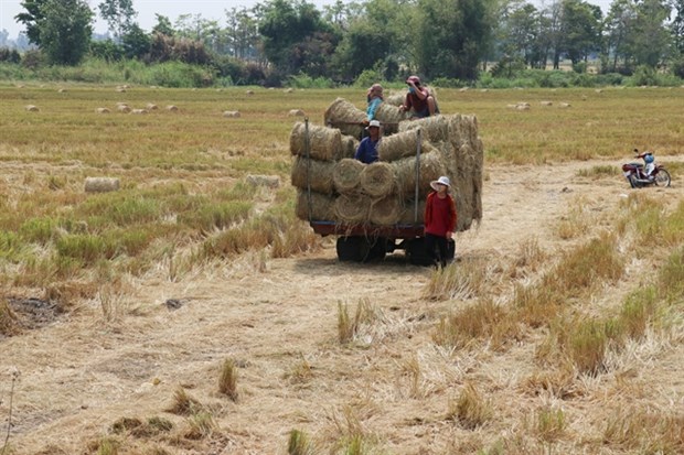 Mekong Delta rice farmers earn high income from rice straw hinh anh 1
