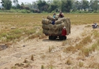 Mekong Delta rice farmers earn high income from rice straw