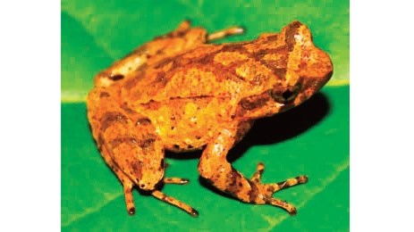 New species of toad discovered in Cao Bang hinh anh 1