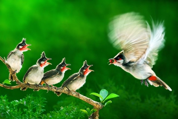 Vietnam wins gold medals at In't photo contest