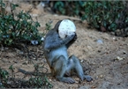 Rangers drive monkeys back into forest on COVID-19 alert