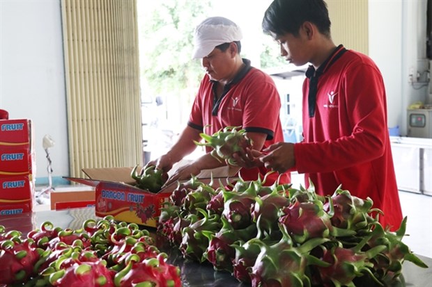 MoIT urges VCCI to speed up registration of REX Code hinh anh 1