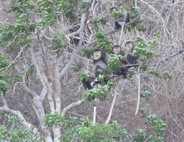 Black shanked douc langurs found in Ninh Thuan hinh anh 1