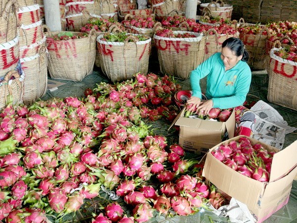 IFC supports Vietnam's exports of high quality fruits