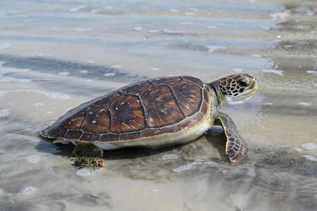 Largest ever number of nests of rare sea turtles found in Thailand hinh anh 1