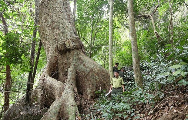 Vietnam boasts 14.6 million ha of forest in 2019 hinh anh 1