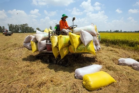 Localities, exporters propose lifting rice export limits hinh anh 1