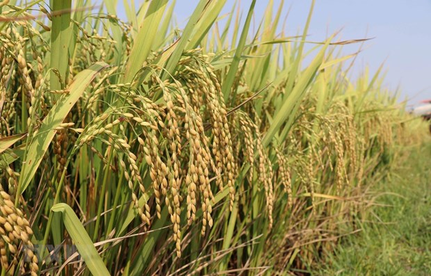PM allows rice export resumption from May 1 hinh anh 1