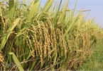 PM allows rice export resumption from May 1