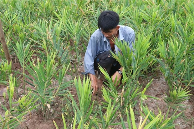 Specialised farming areas developed for climate change adaptation hinh anh 1