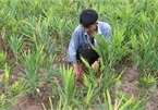 Specialised farming areas developed for climate change adaptation