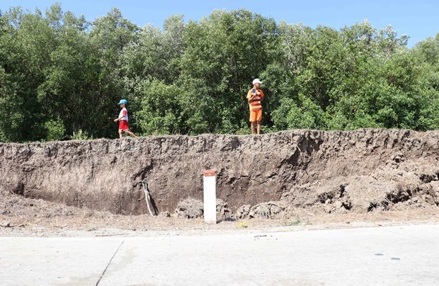 Ca Mau dyke network seeing severe subsidence hinh anh 1